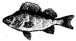 fish1.gif (2126 Byte)