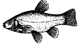 fish4.gif (2205 Byte)