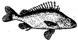 fish5.gif (2212 Byte)