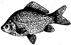 fish6.gif (2586 Byte)