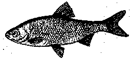 fish8.gif (1883 Byte)